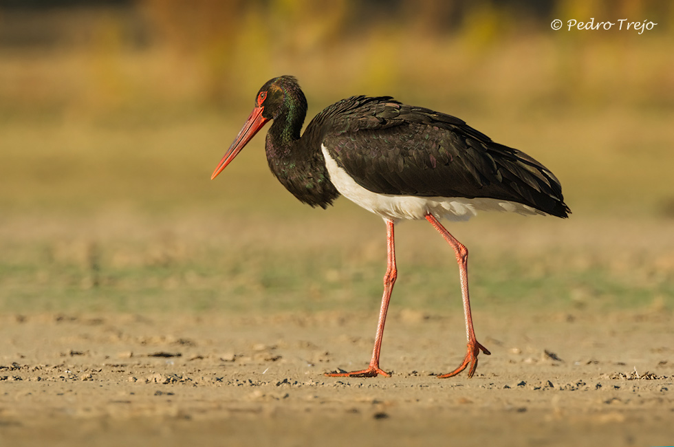 Cigüeña negra (Ciconia nigra)